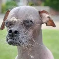 冠毛犬多少钱,品种、血统与市场行情一览