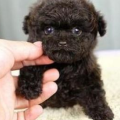 泰迪茶杯犬,迷你宠物的魅力与养护指南