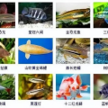 观赏鱼图片大全,观赏鱼图片大全赏析